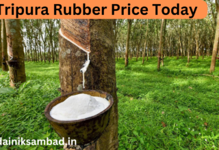 Tripura Rubber Price Today